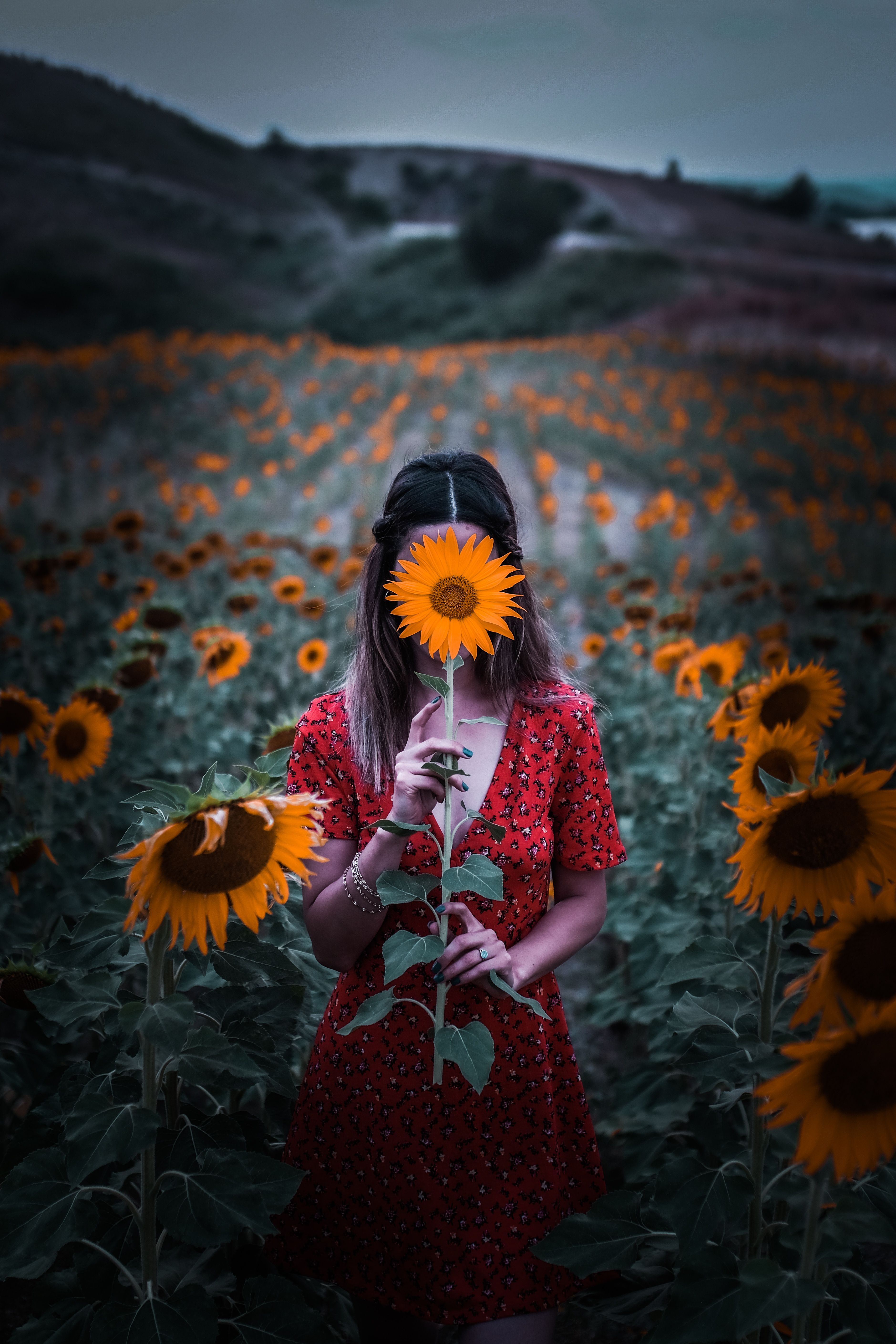 A Woman Holding a Sunflower · Free Stock Photo