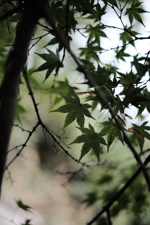 Free Beautiful close-up of Japanese maple leaves with natural light filtering through, creating a serene nature scene. Stock Photo