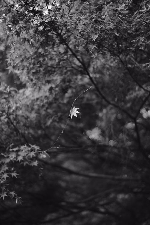 Free Elegantly captures a lone leaf in a spider's web amidst a forest in grayscale. Stock Photo