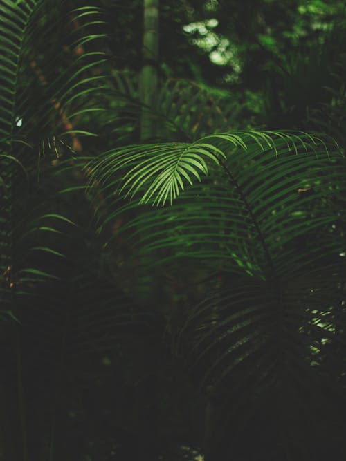 Free 绿色蕨类植物的浅焦点摄影 Stock Photo