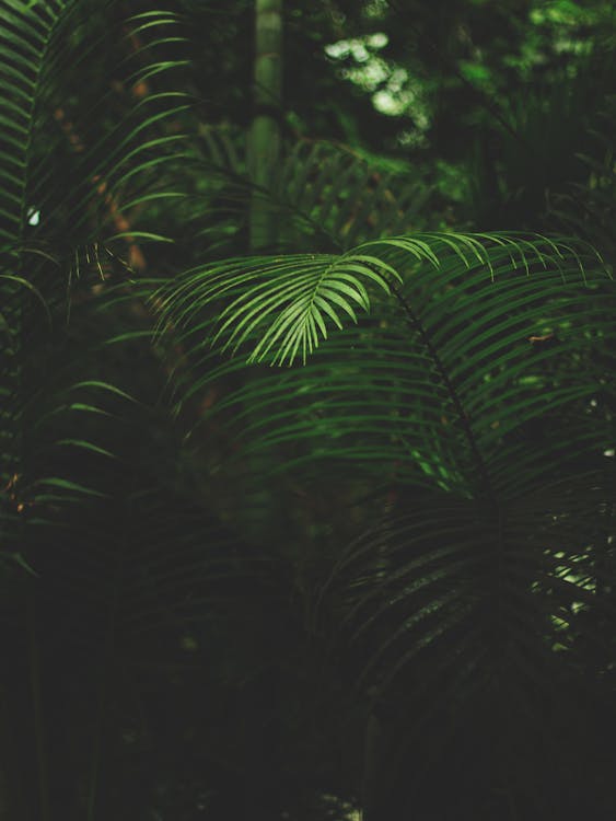 무료 녹색 고사리의 얕은 초점 사진 스톡 사진