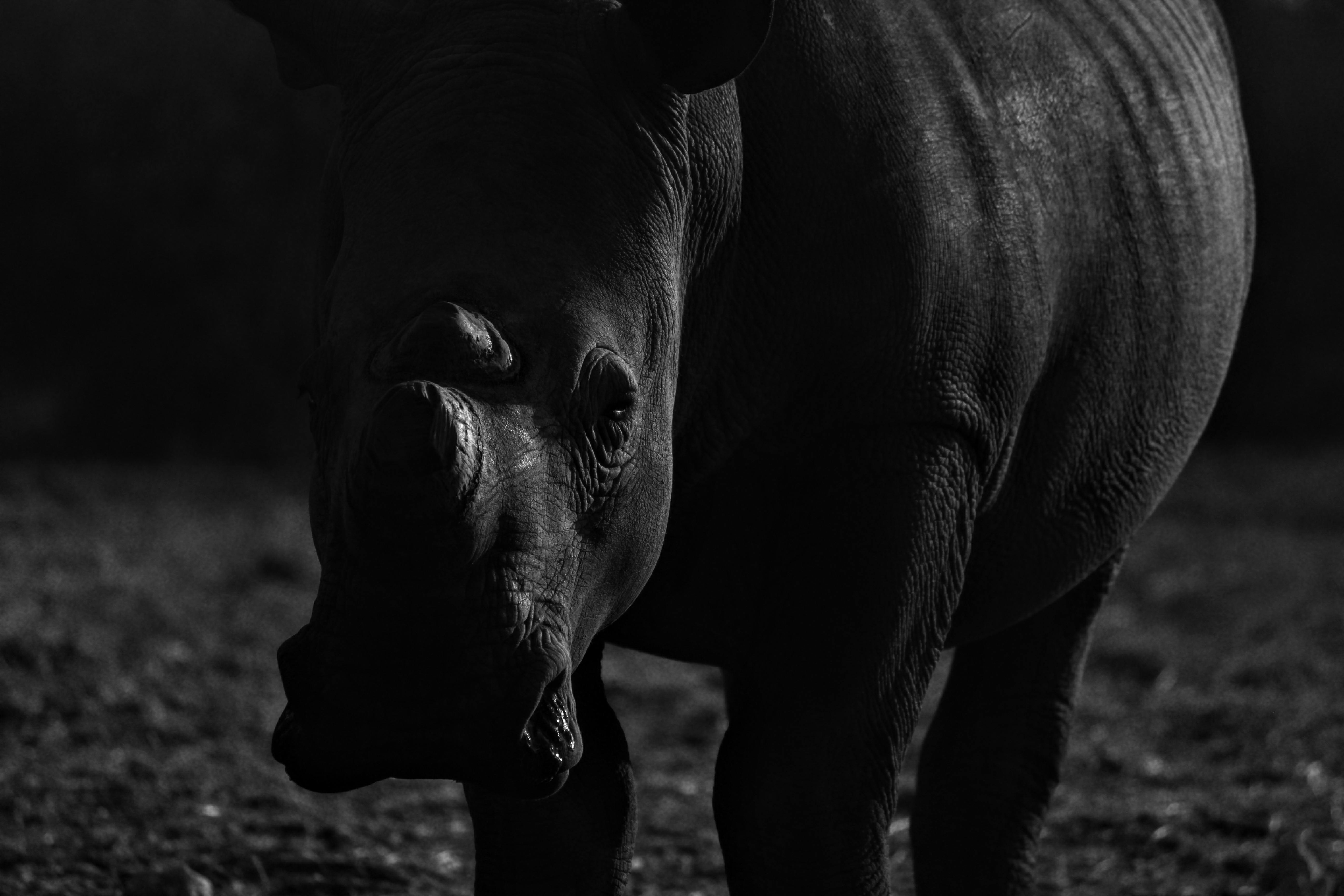 Free stock photo of africa, black and white, rhino