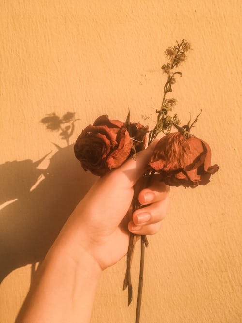 Free Close-Up Shot of a Person Holding Dry Flowers  Stock Photo