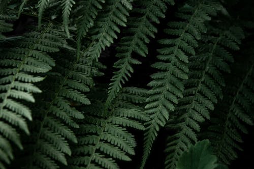 Бесплатное стоковое фото с заводская фотография, Зеленое растение, крупный план
