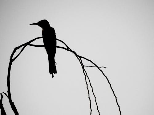  Silhouette of a Bird Perched on the Tree Branch