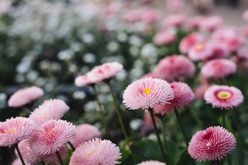 Free Tilt Shift Lens Photography of Pink Flowers Stock Photo