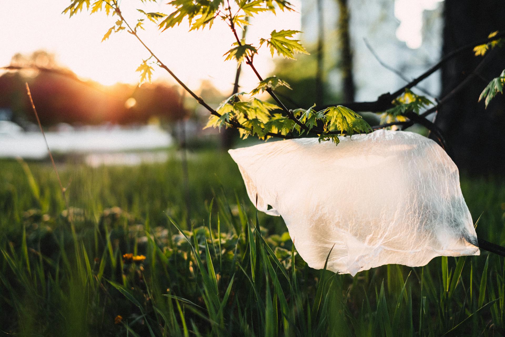 A plastic bag caught on a tree branch during a sunny day in a grassy meadow.