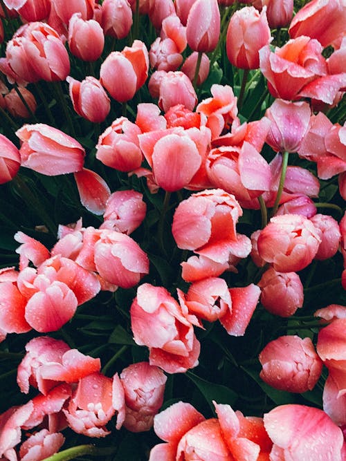 Blooming Pink Tulip Flowers