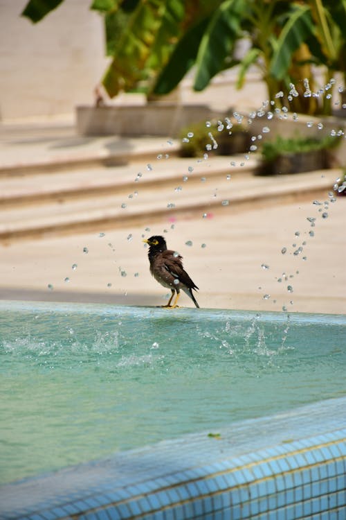 A Bird Standing Near the Swimming Pool