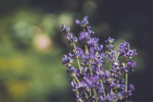 Purple Petaled Flowers