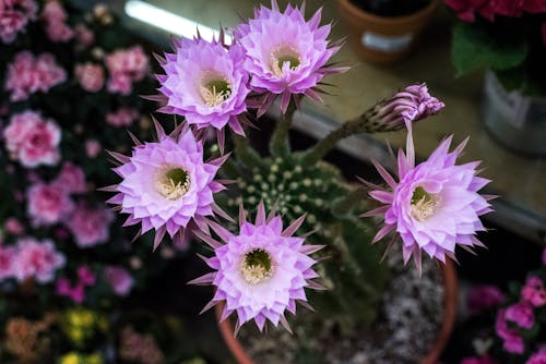 Free stock photo of blooming, blossom, cactus