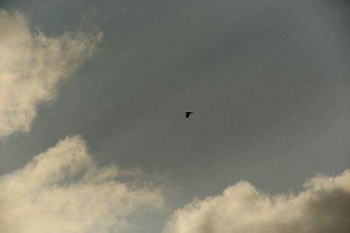 Free A lone bird gracefully glides through a cloudy sky, evoking peace and solitude. Stock Photo