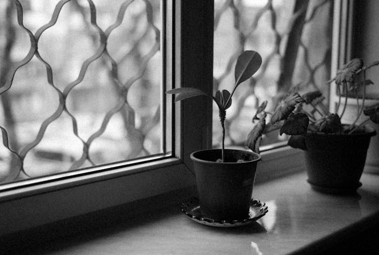 House Plants On Windowsill