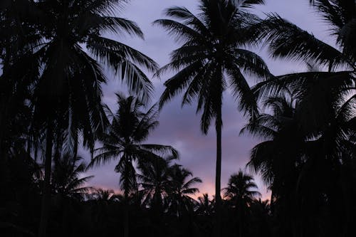 Palm Trees Over Purple Sky at Sunset
