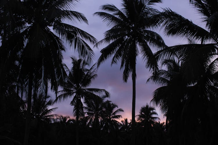 Palm Trees Over Purple Sky At Sunset