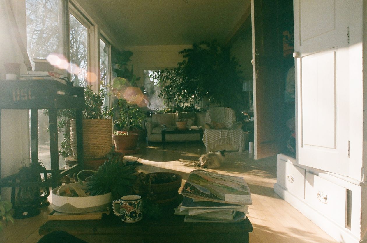 Sunlit living room with houseplants and natural decor