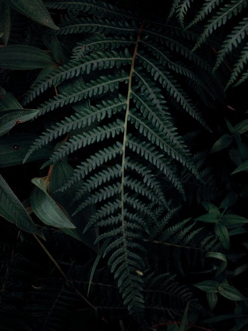Dark Green Plant Leaf