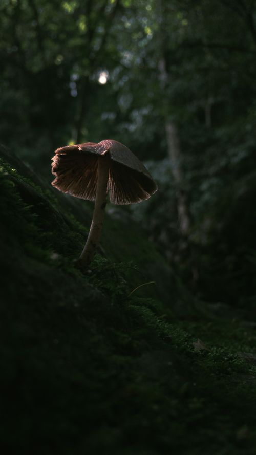 Free A solitary mushroom captured in a dark, lush forest setting. Stock Photo