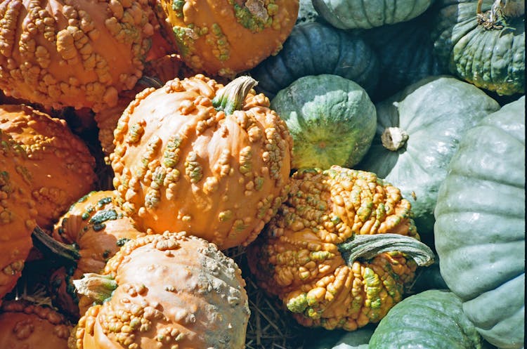 Close-up Of Orange And Green Pumpkins