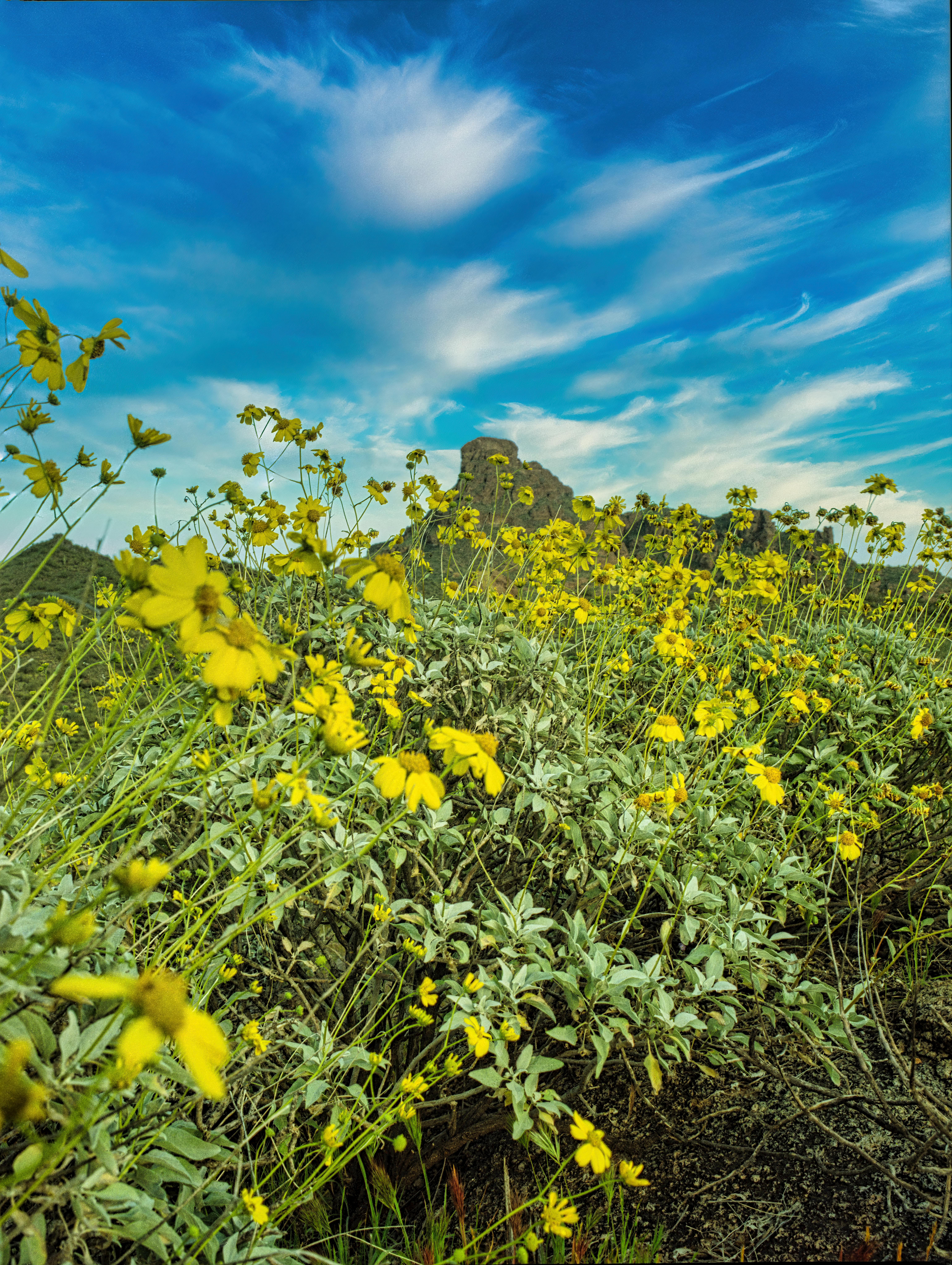 Brittlebush Flowers under the Blue Sky · Free Stock Photo