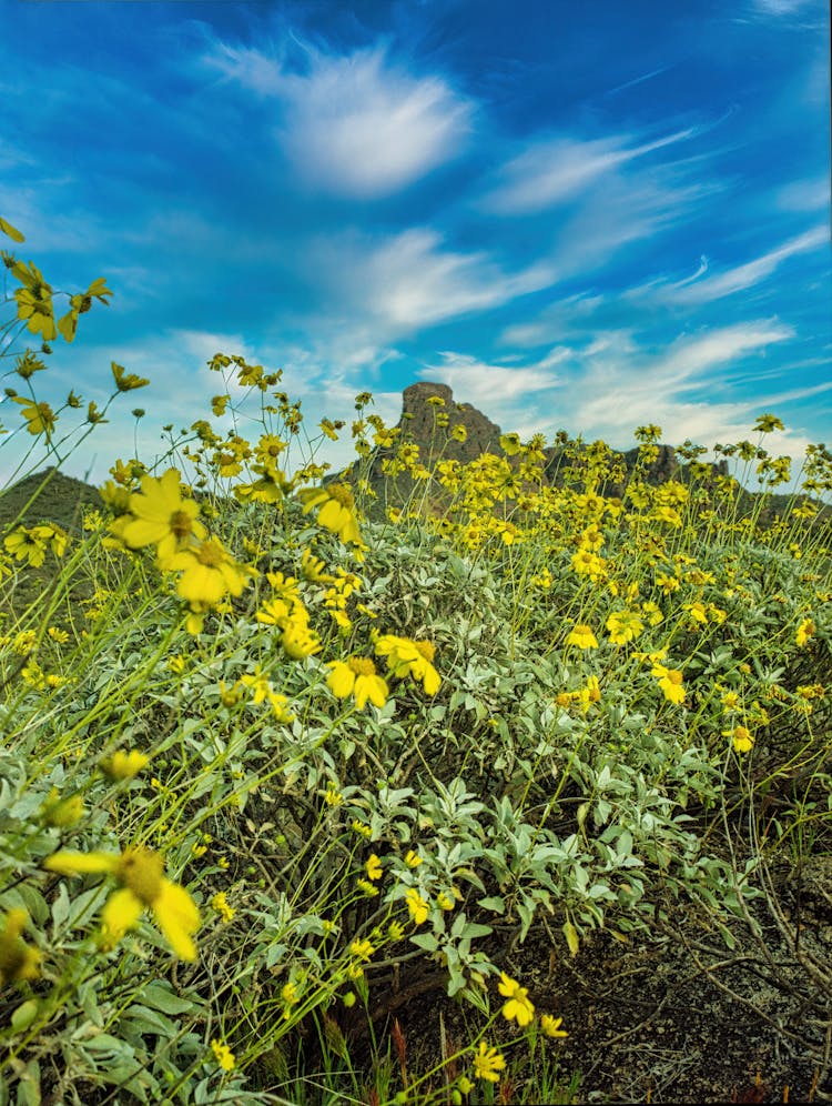 Brittlebush Flowers Under The Blue Sky