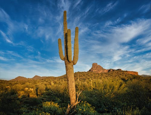 Huge Cactus On a Desert in Arizona, USA