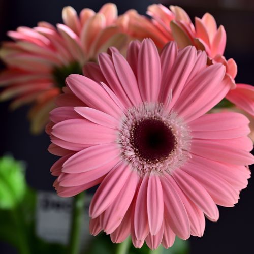 Free Close-up of blooming pink gerbera daisies showcasing nature's beauty and delicate petals. Stock Photo