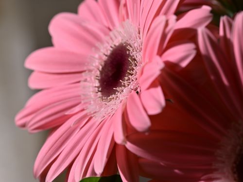 Free Detailed close-up of a vibrant pink Gerbera daisy, showcasing delicate petals and stamens. Stock Photo
