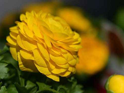 Yellow Flower in Close Up Photography