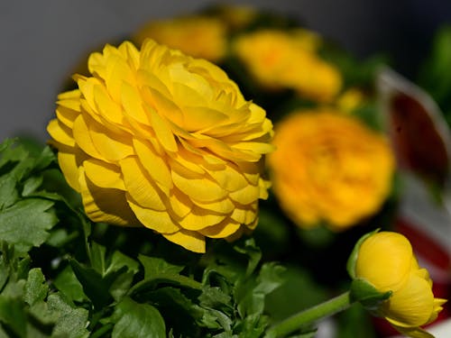 Close Up Photo of Yellow Flower