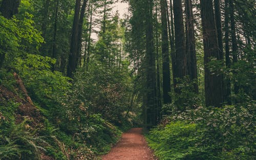 Immagine gratuita di alberi, giardino dell'eden, natura