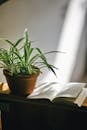 Open Book Laying on Shelf Next to Pot Plant
