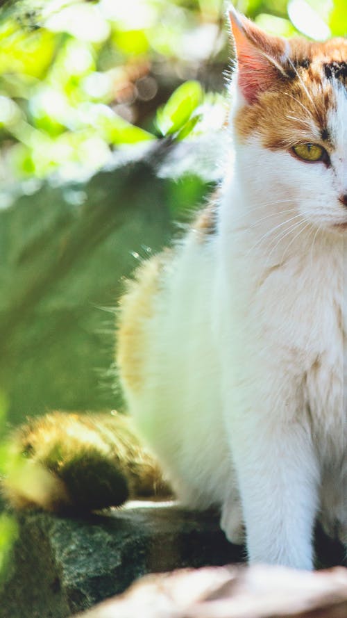 alaca kedi, dikey atış, hayvan fotoğrafçılığı içeren Ücretsiz stok fotoğraf