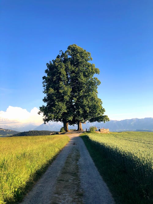 Základová fotografie zdarma na téma hřiště, špinavá cesta, stromy