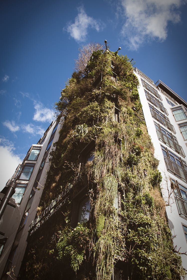 Plants Covering The Exterior Of A Building