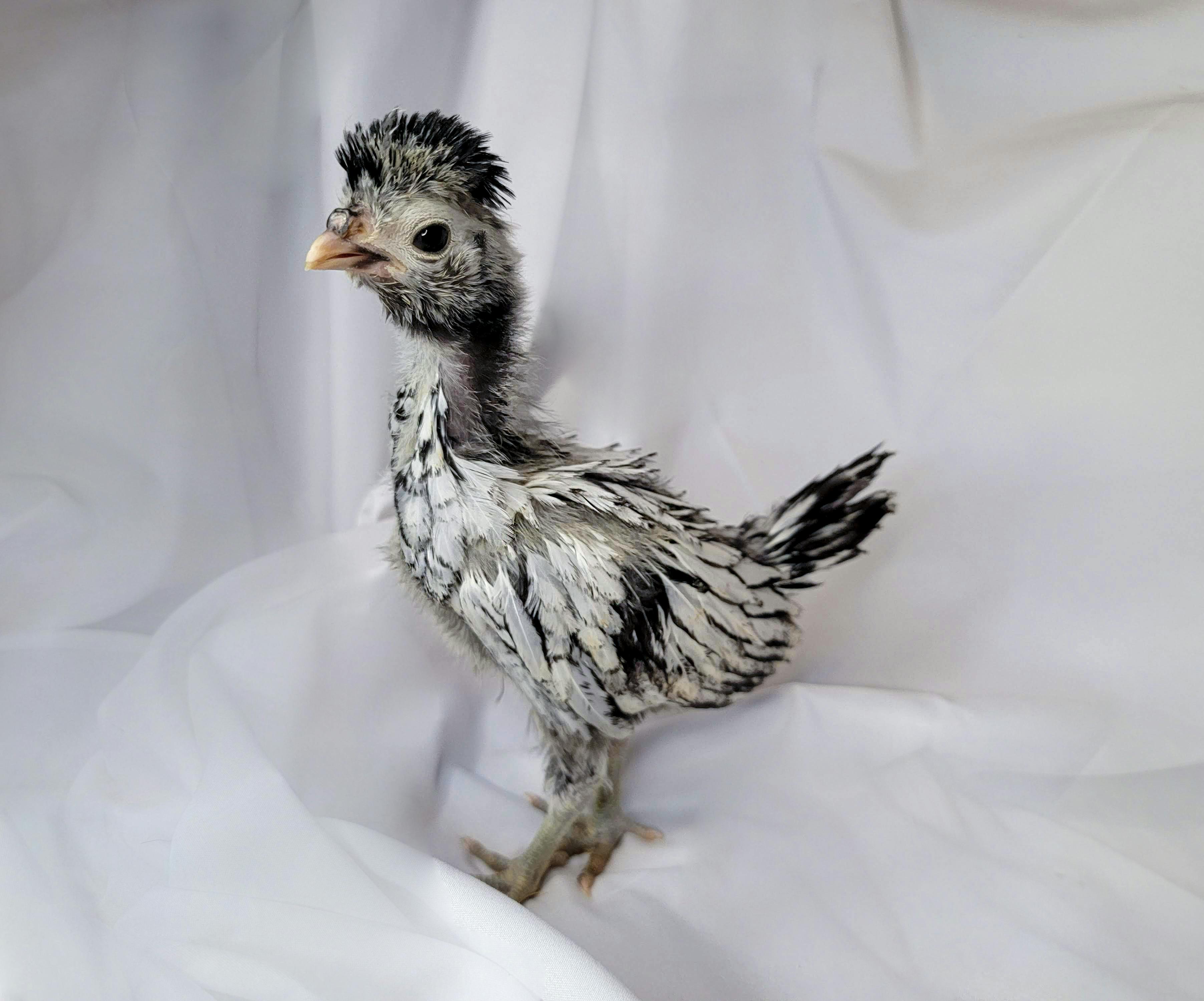 polish chicken baby