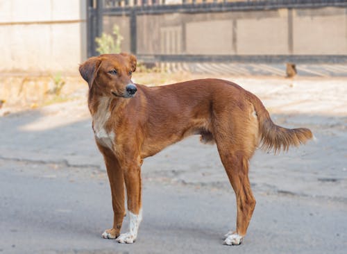 Fotos de stock gratuitas de animal, canino, de cerca