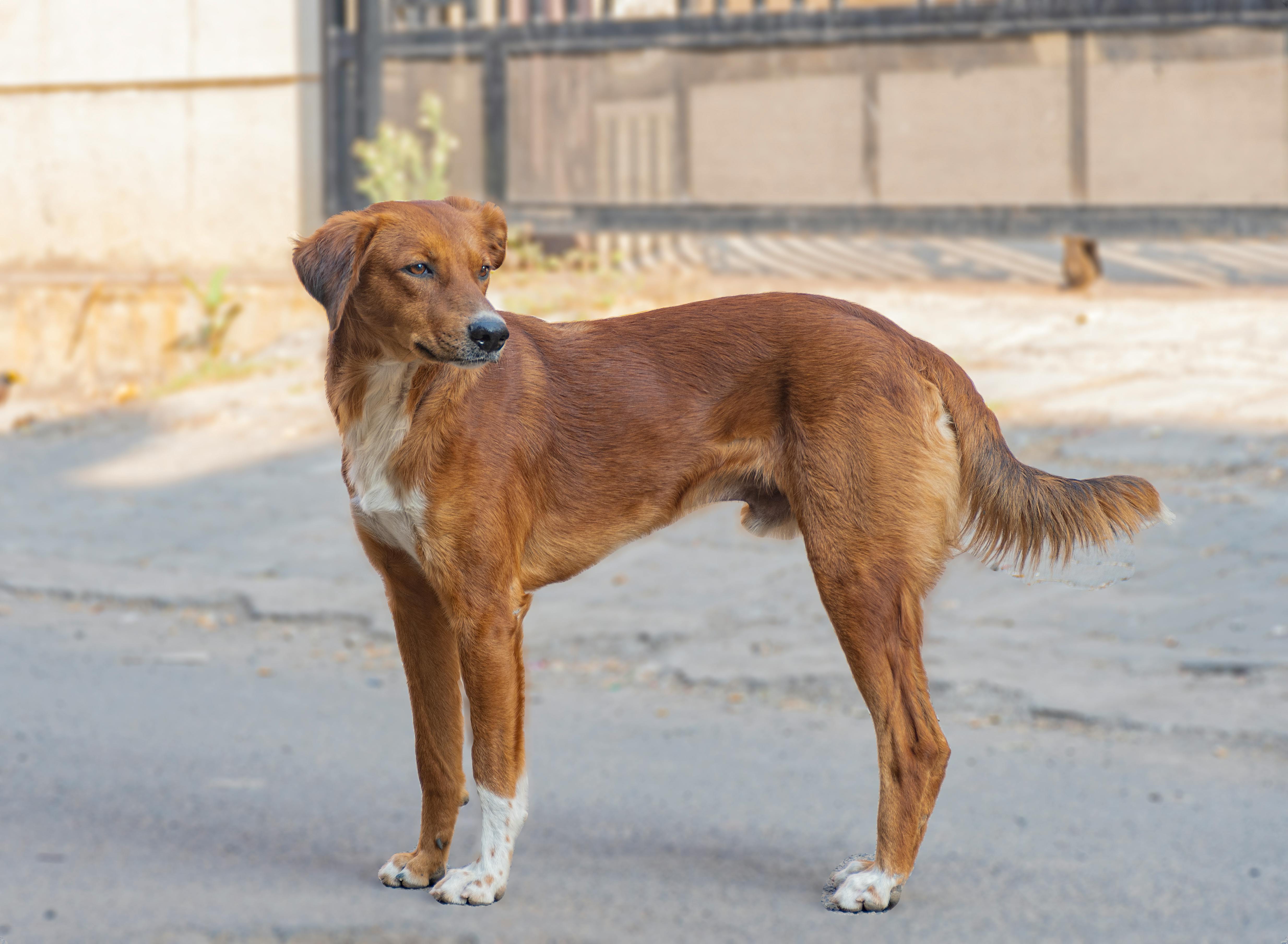 Two Brown Dogs on Field · Free Stock Photo Two Brown Dogs on Field · Free Stock Photo