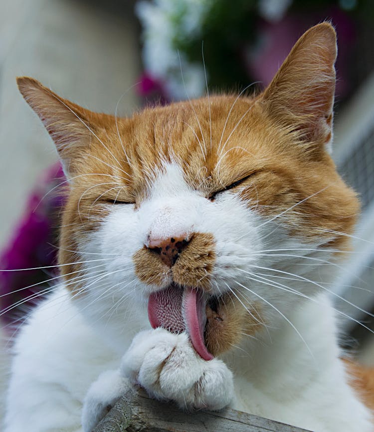 Cat Licking Paw