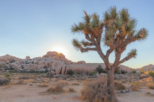 A stunning sunset view highlighting a Joshua Tree in the desert landscape of Joshua Tree National Park.