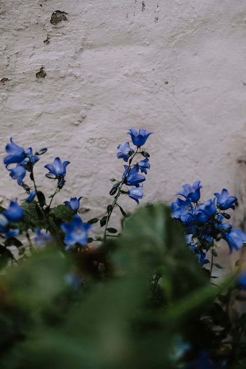 Photo of Blue Flowers 