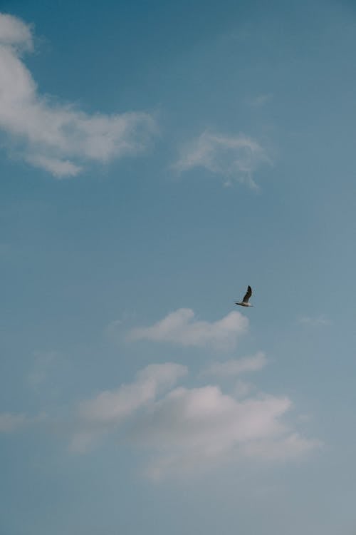 Kostnadsfri bild av blå himmel, fågel, flyg