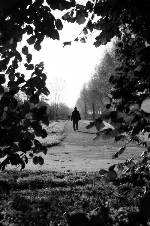 Free A person walks along a tree-lined path, framed by leaves, in a black and white park setting. Stock Photo