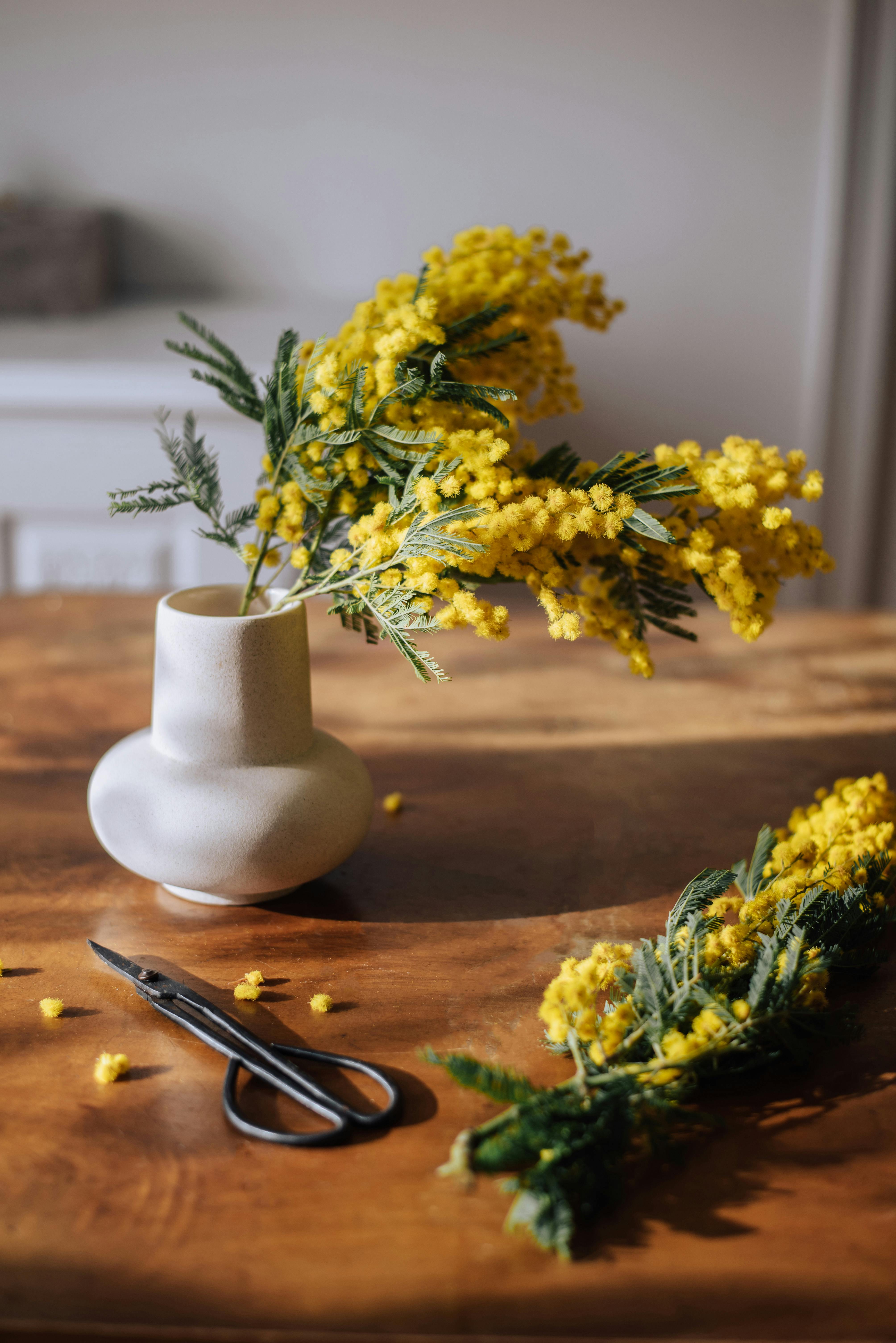 Bright yellow mimosa flowers elegantly arranged in a white vase on a wooden table.