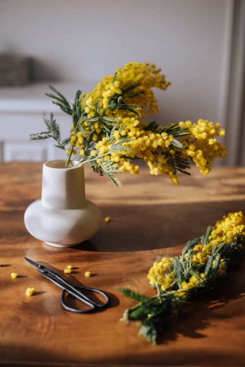 Free Bright yellow mimosa flowers elegantly arranged in a white vase on a wooden table. Stock Photo