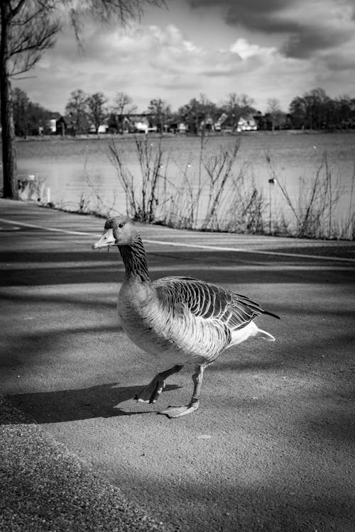 Black and White Photo of a Goose
