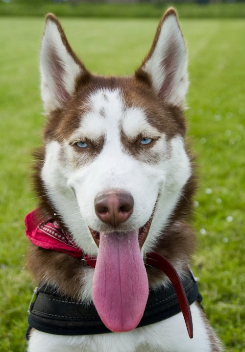A White and Brown Siberian Husky Sitting on Grass