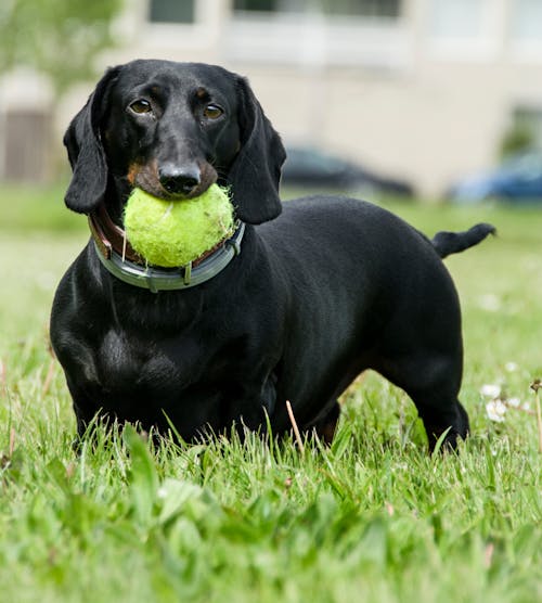 A Black Dachshund Puppy on Green Grass Field