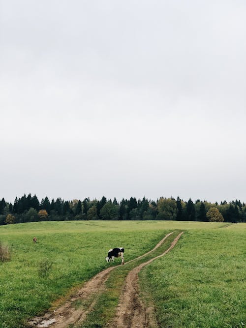 Безкоштовне стокове фото на тему «вертикальні постріл, ґрунтова дорога, корова» стокове фото