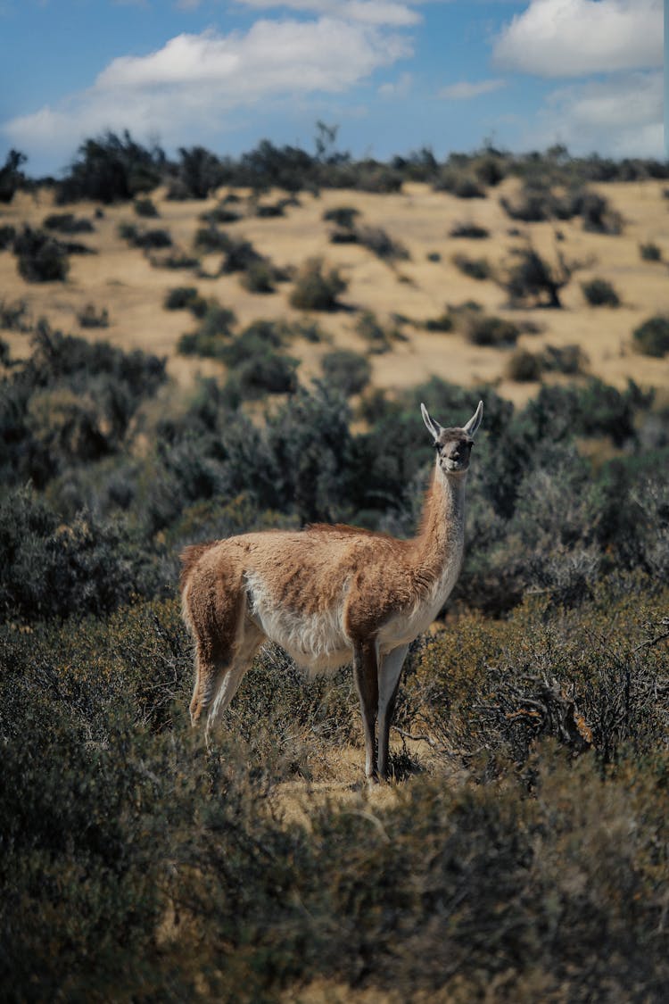 Guanaco Standing In Pampas